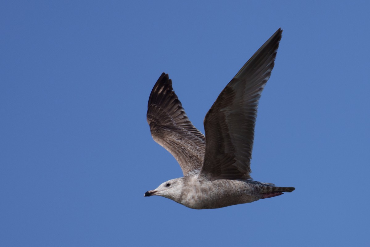 Gaviota Argéntea - ML617218537