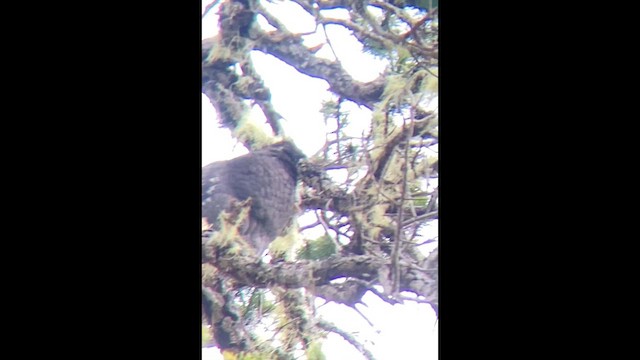 Sooty Grouse - ML617218572