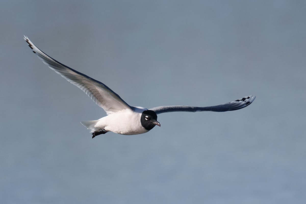 Franklin's Gull - Linda Chittum