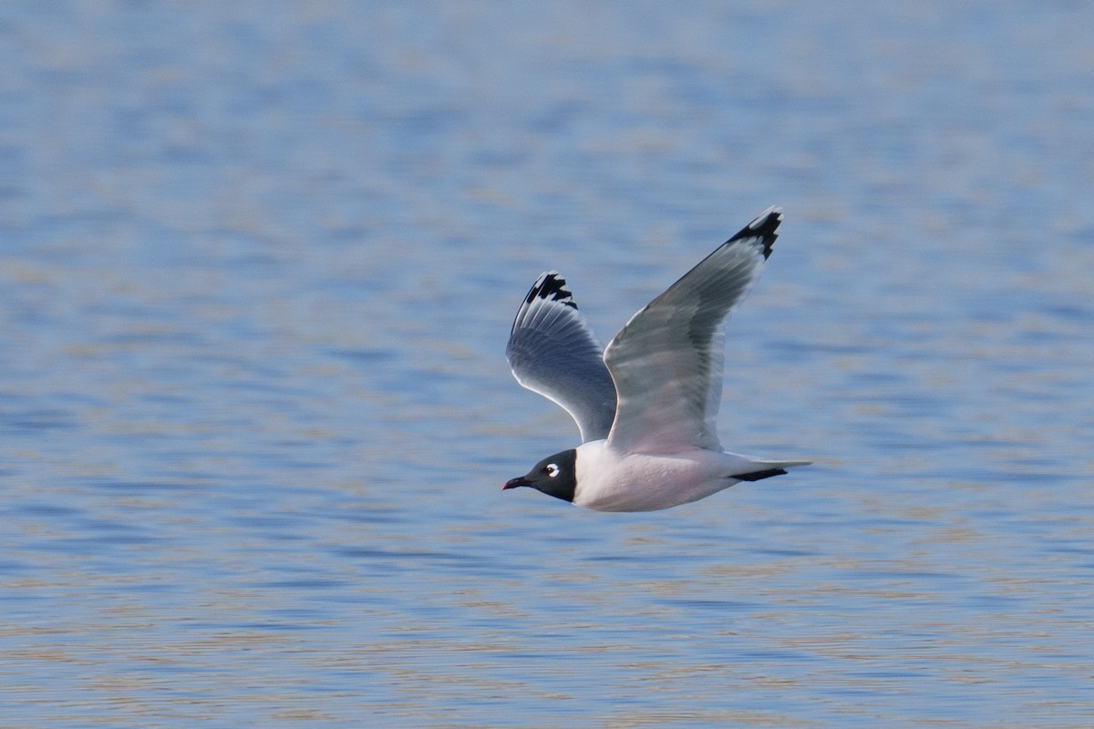 Mouette de Franklin - ML617218585