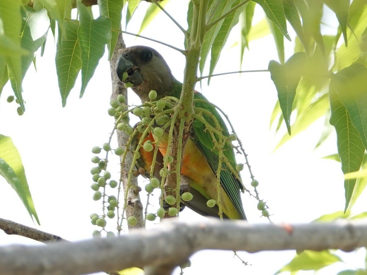 Сенегальский попугай - ML617218598
