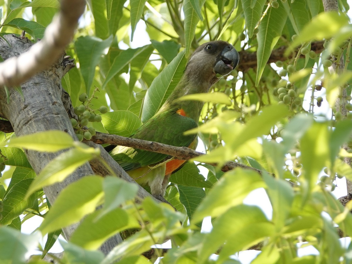 Сенегальский попугай - ML617218599