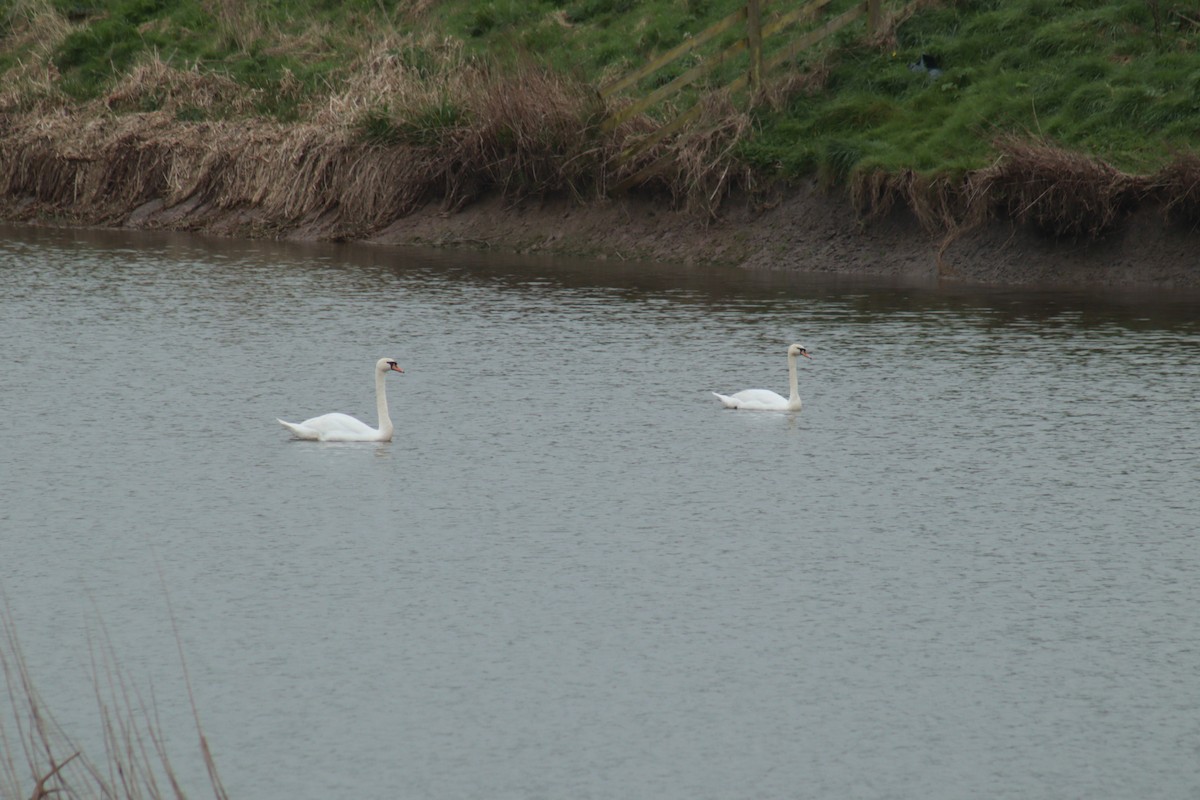 labuť velká - ML617218624