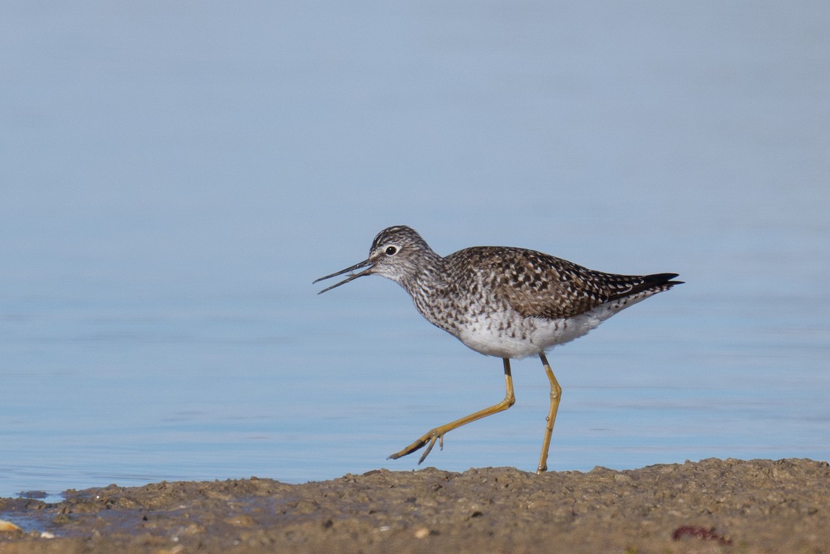 Lesser Yellowlegs - Linda Chittum