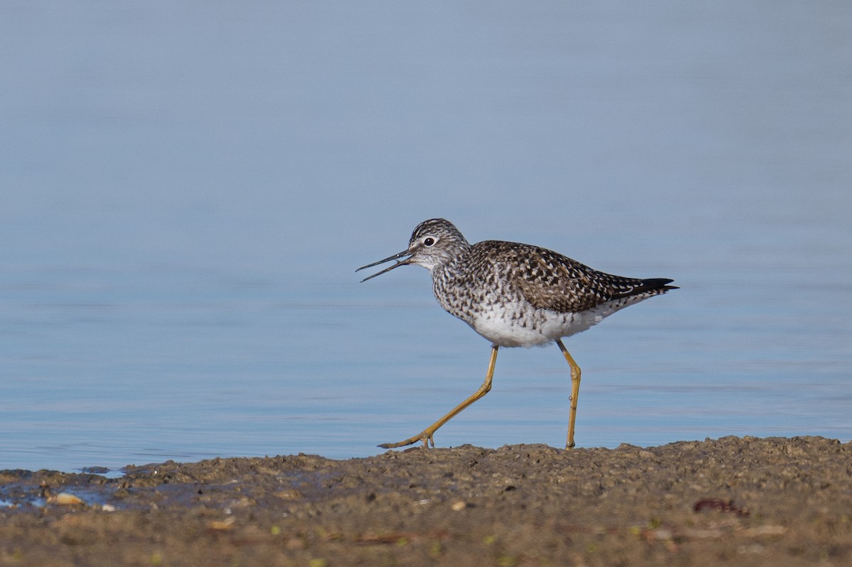 Lesser Yellowlegs - ML617218632