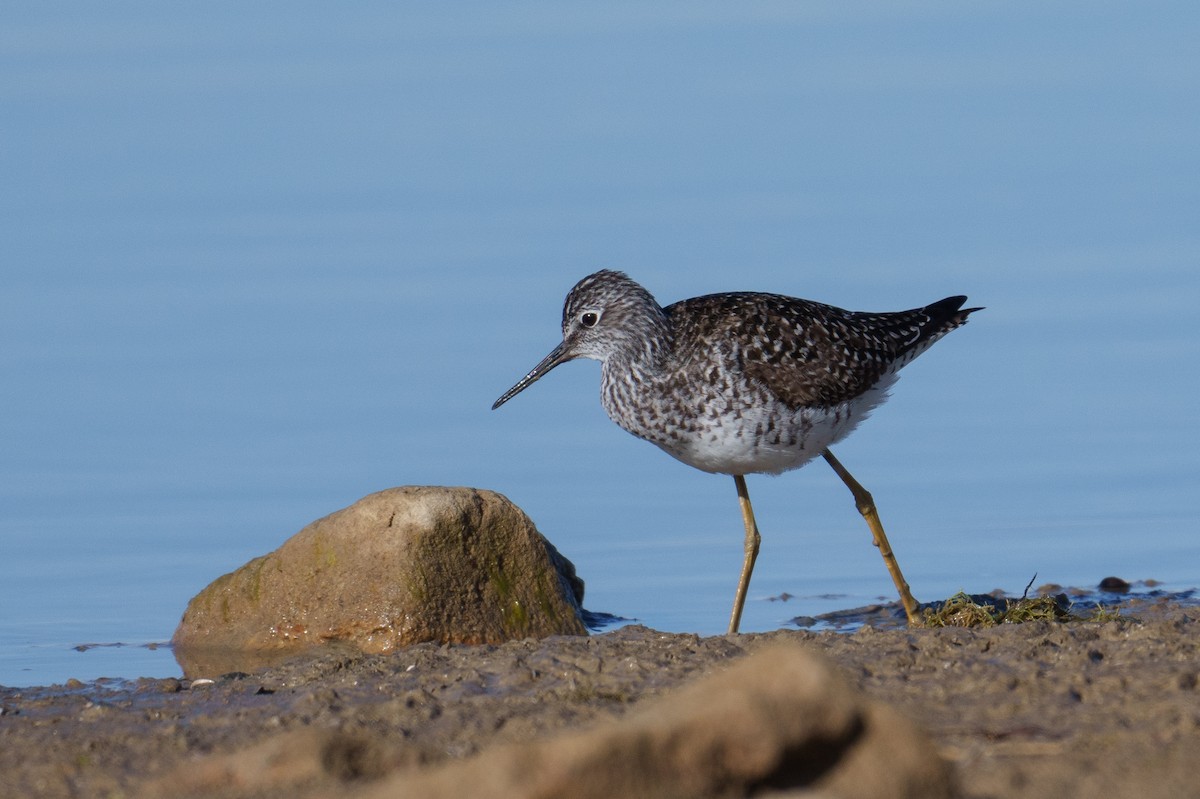 Lesser Yellowlegs - ML617218634