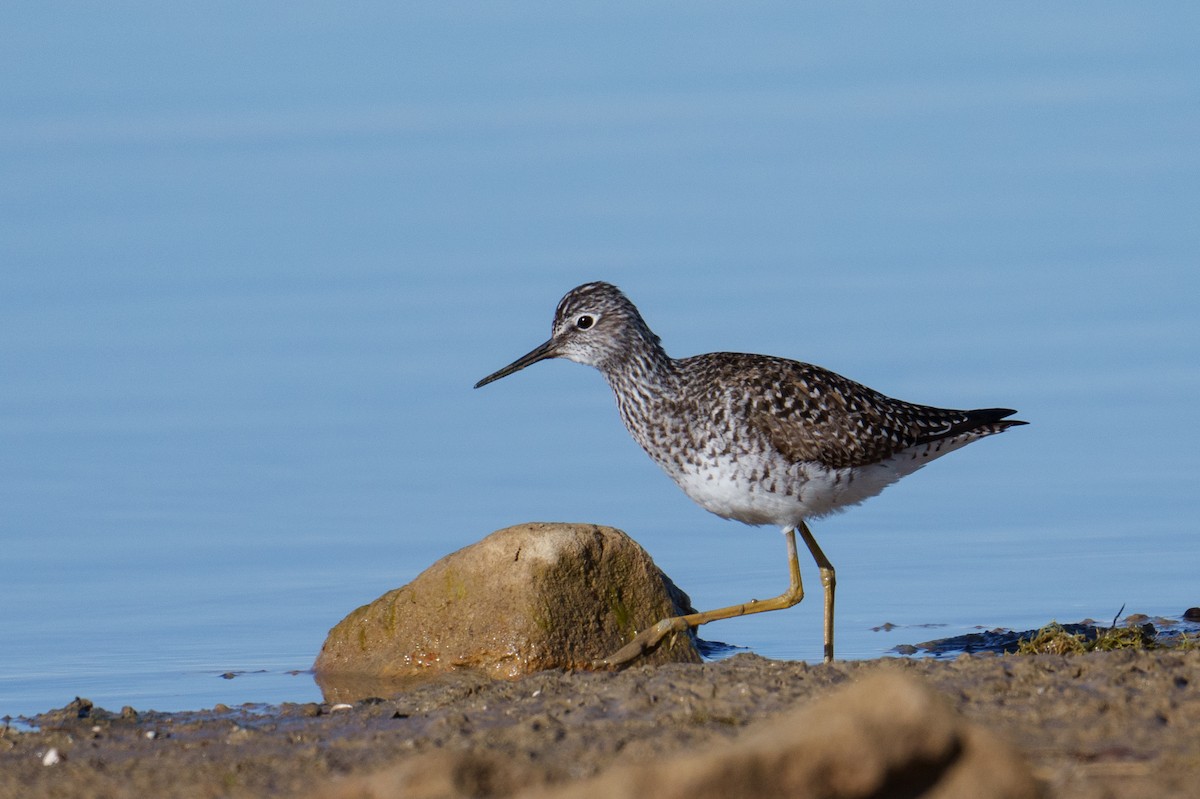 Lesser Yellowlegs - ML617218635