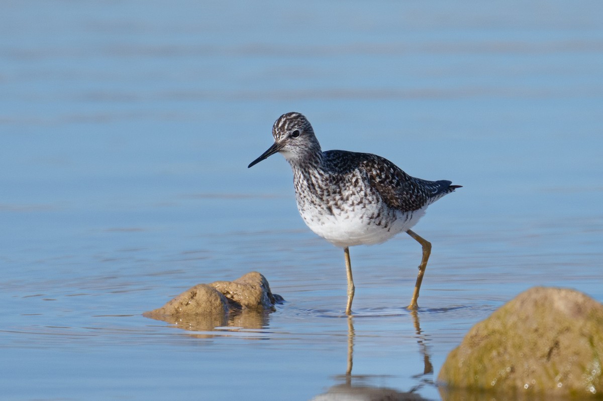 Lesser Yellowlegs - ML617218636