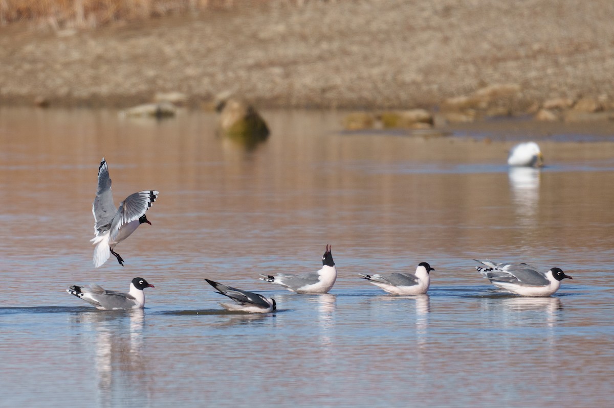 Mouette de Franklin - ML617218689