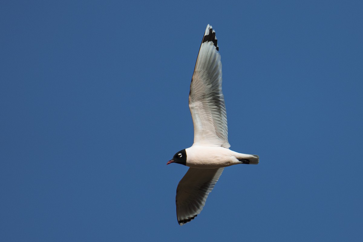 Franklin's Gull - ML617218691