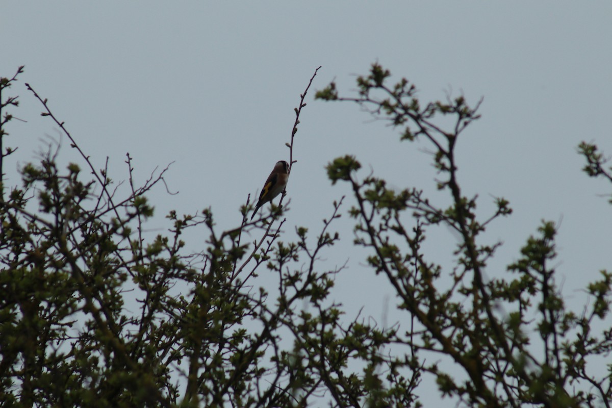 stehlík obecný - ML617218694