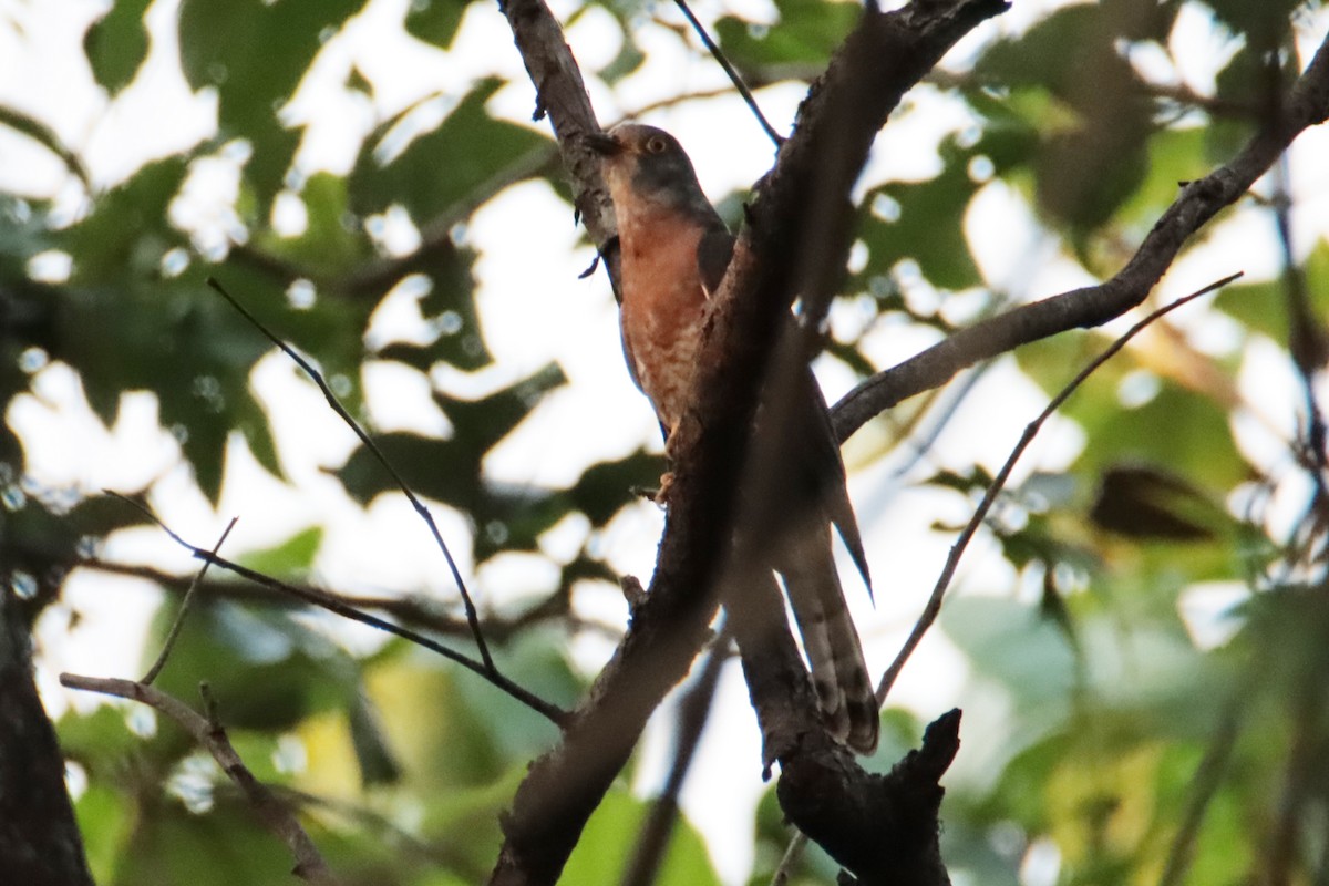 Common Hawk-Cuckoo - ML617218697