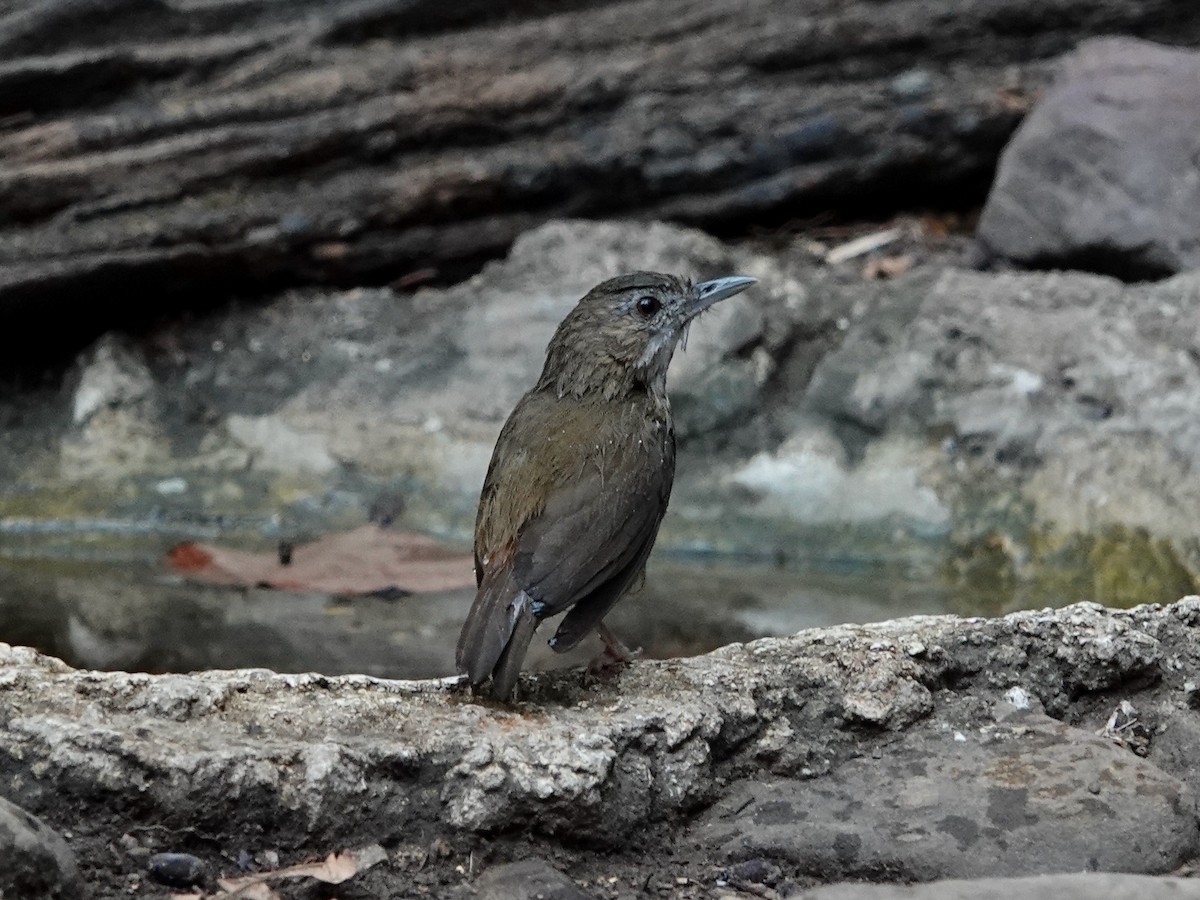 Abbott's Babbler - ML617218702