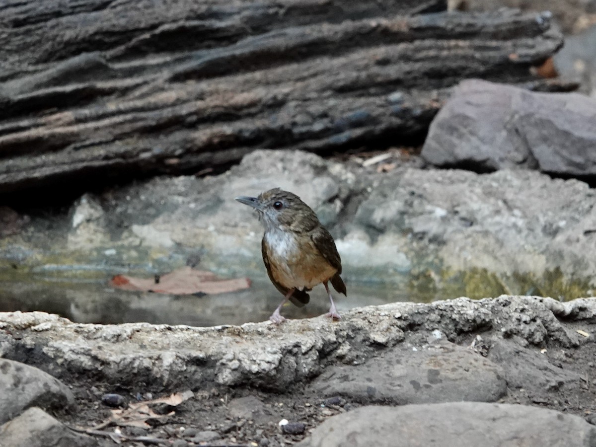 Abbott's Babbler - Whitney Mortimer