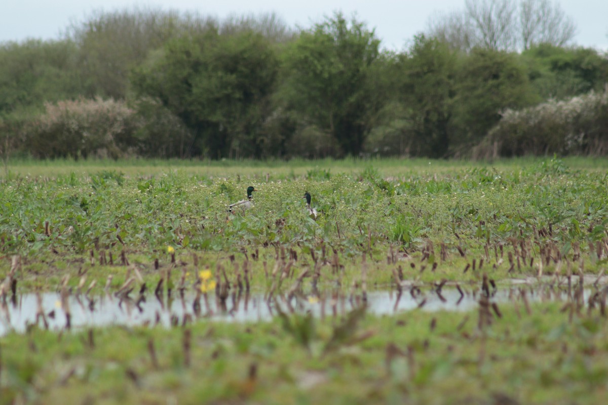 kachna divoká - ML617218719