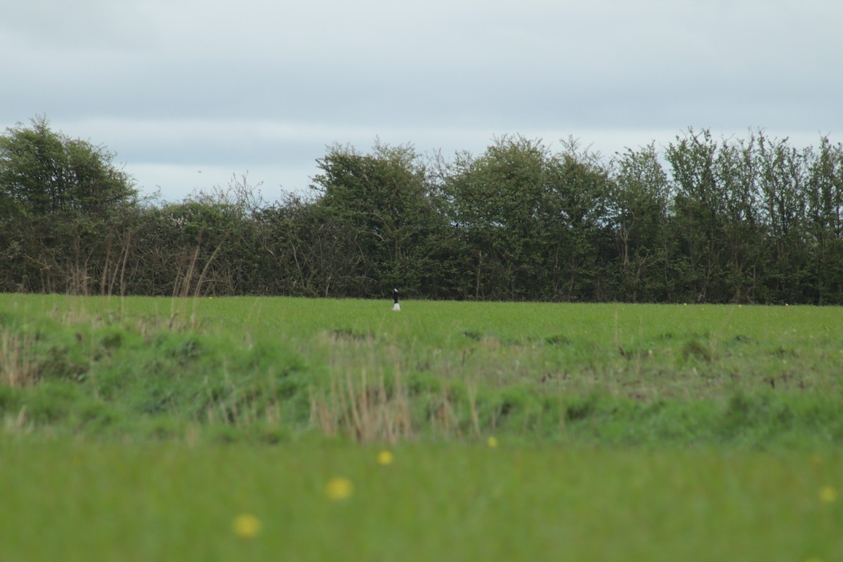 berneška velká - ML617218722