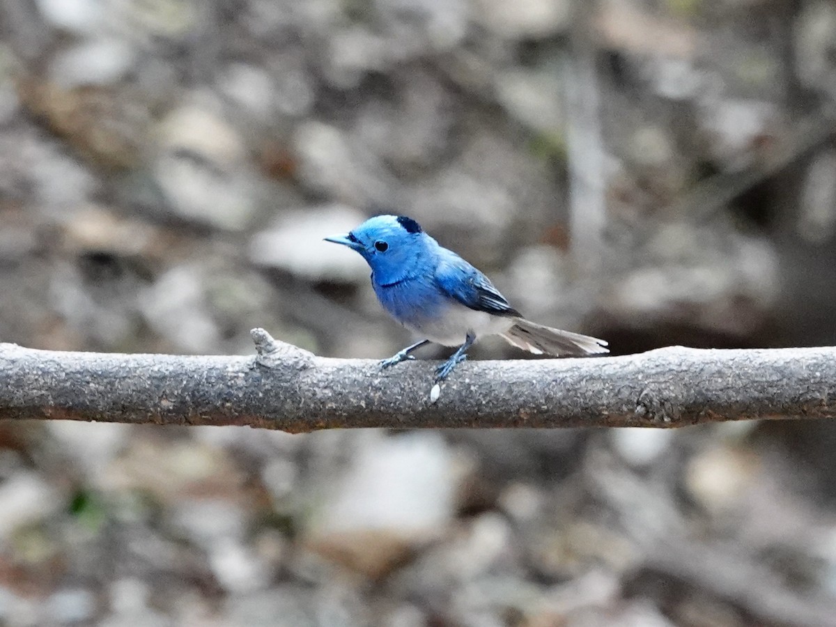 Black-naped Monarch - ML617218729