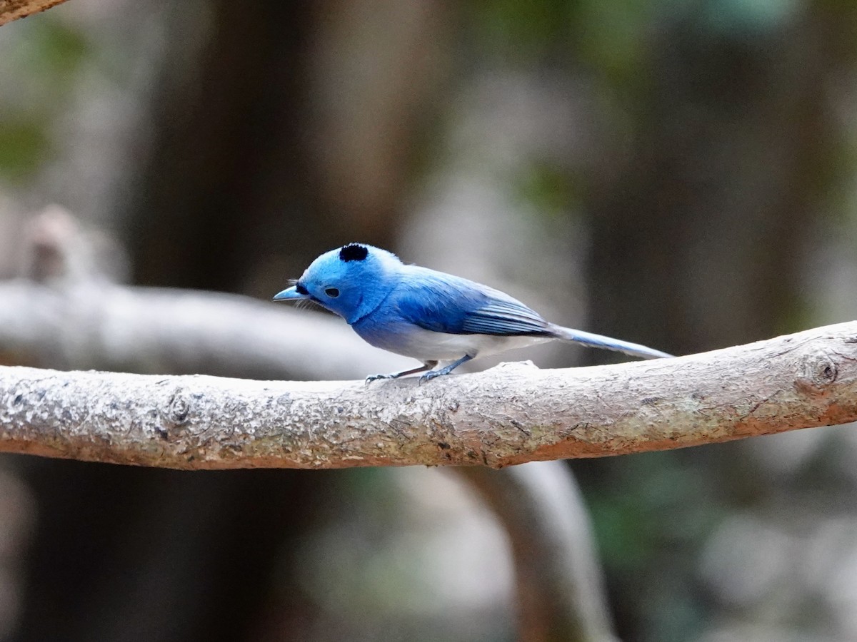 Black-naped Monarch - ML617218733