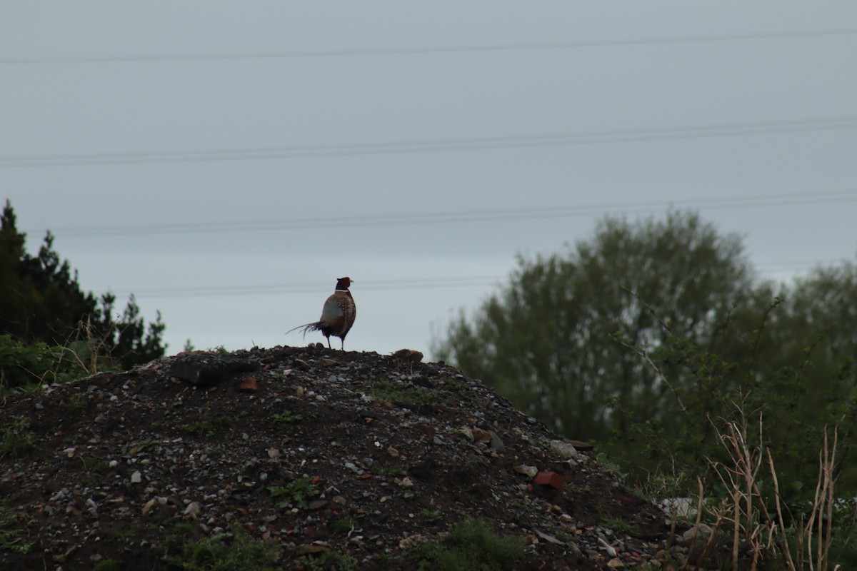 bažant obecný - ML617218753