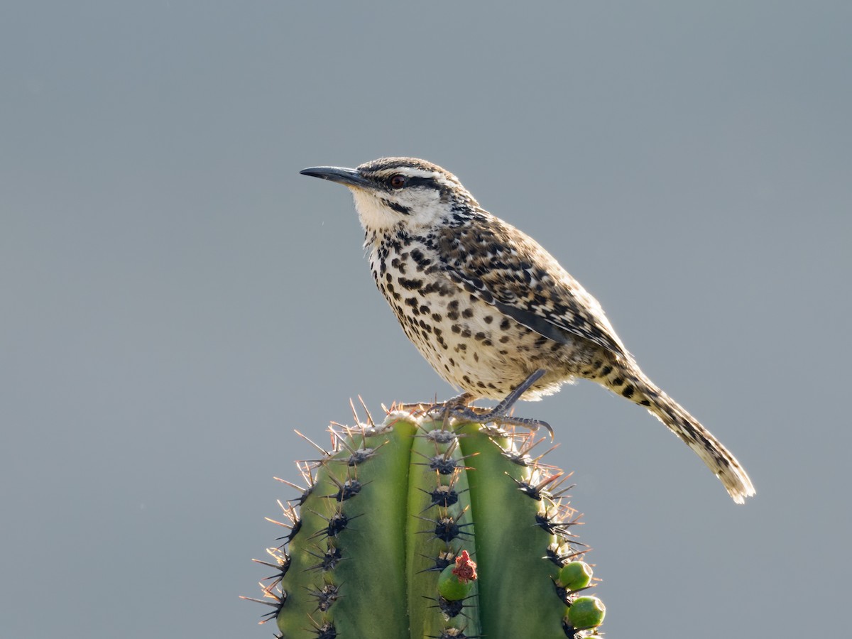 Boucard's Wren - ML617218822