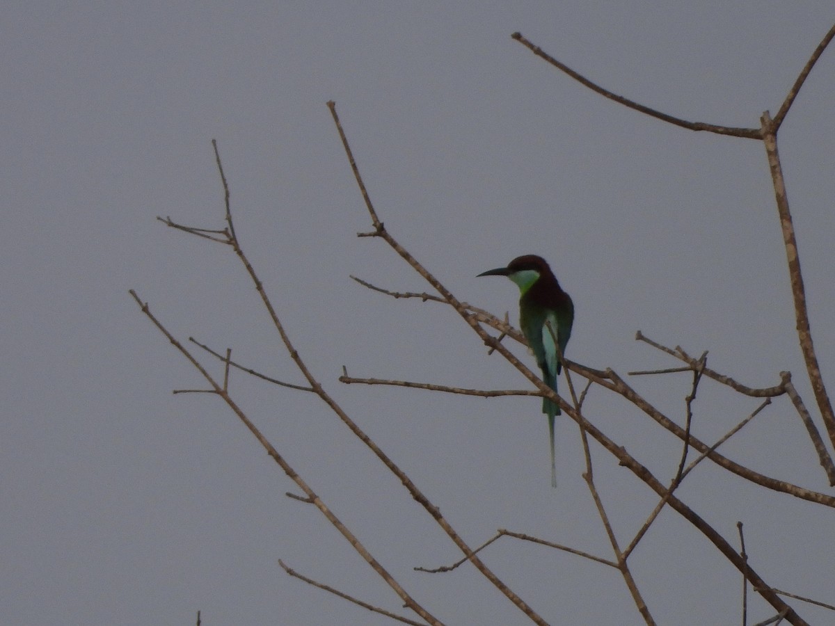 Blue-throated Bee-eater - ML617218852