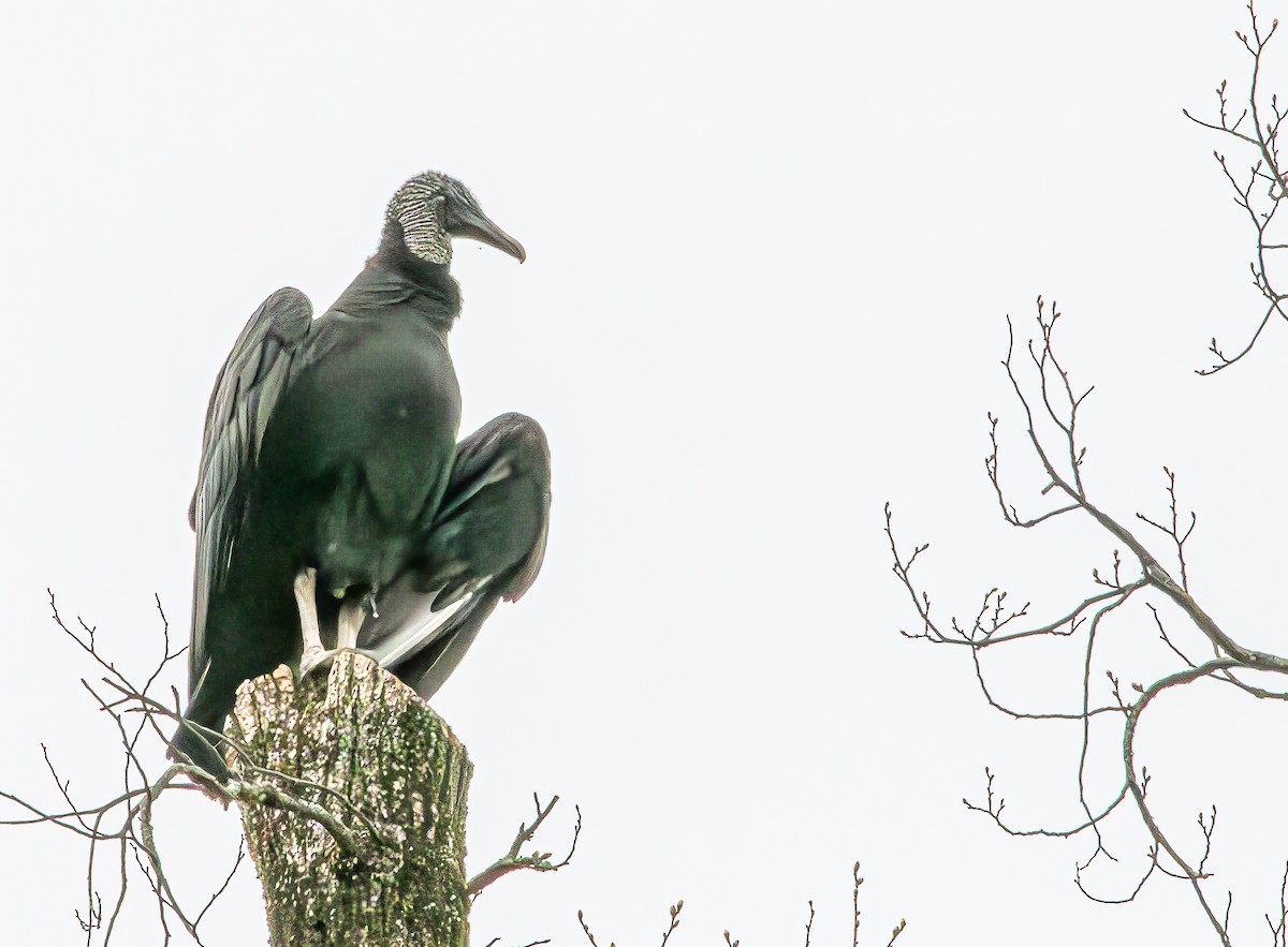 Black Vulture - ML617218853