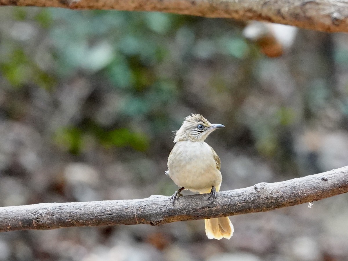 Streak-eared Bulbul - ML617218875