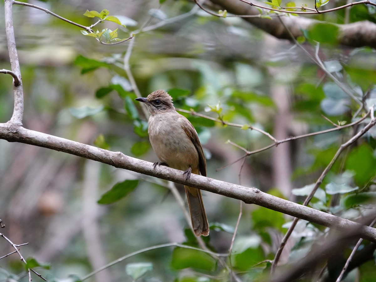 Streak-eared Bulbul - ML617218876