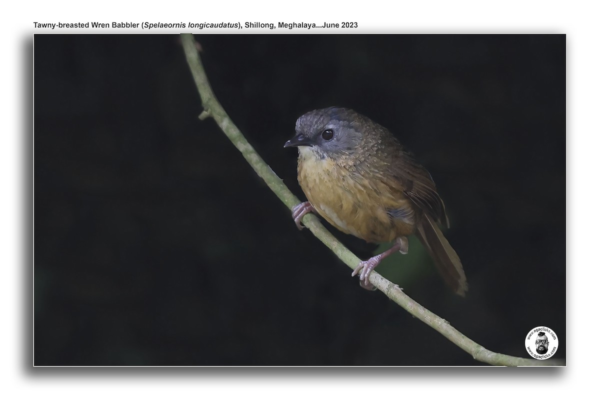 Tawny-breasted Wren-Babbler - Saravanan Janakarajan