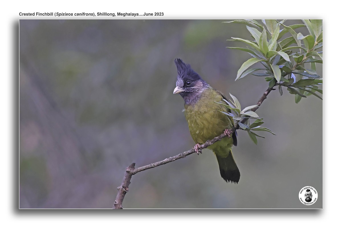 Crested Finchbill - ML617218964