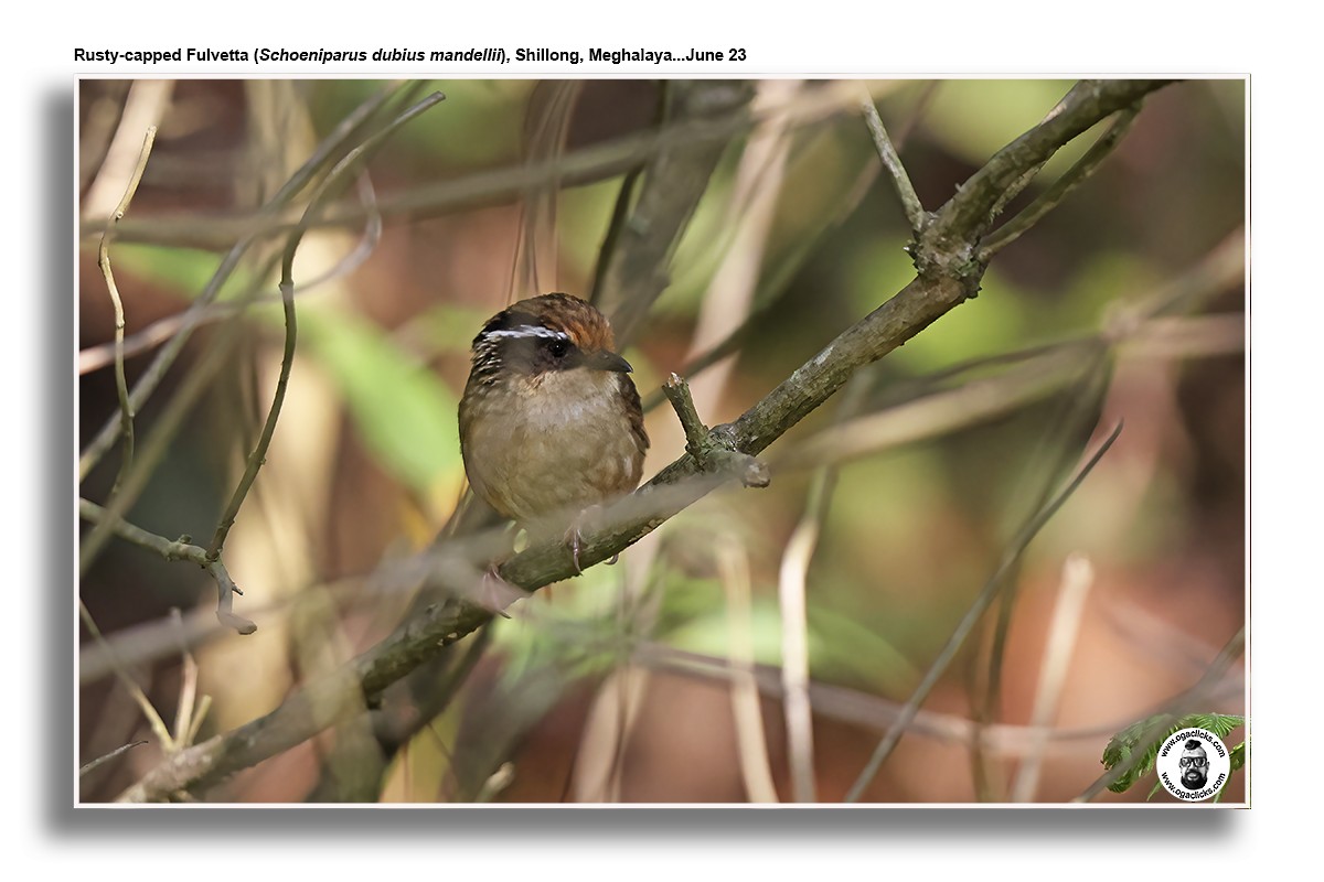 Rusty-capped Fulvetta - ML617218965