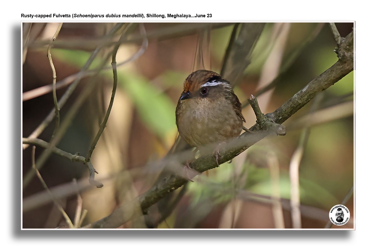 Rusty-capped Fulvetta - ML617218970