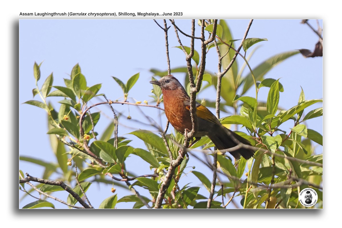 Assam Laughingthrush - ML617218972