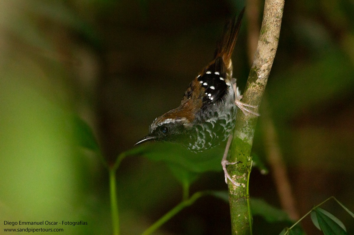 Squamate Antbird - Diego Oscar / Sandpiper Birding & Tours