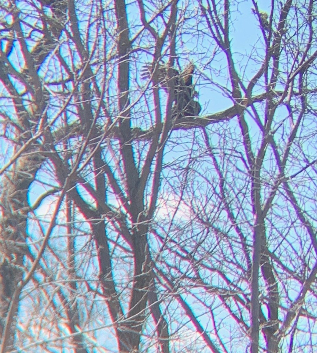 Turkey Vulture - ML617219057