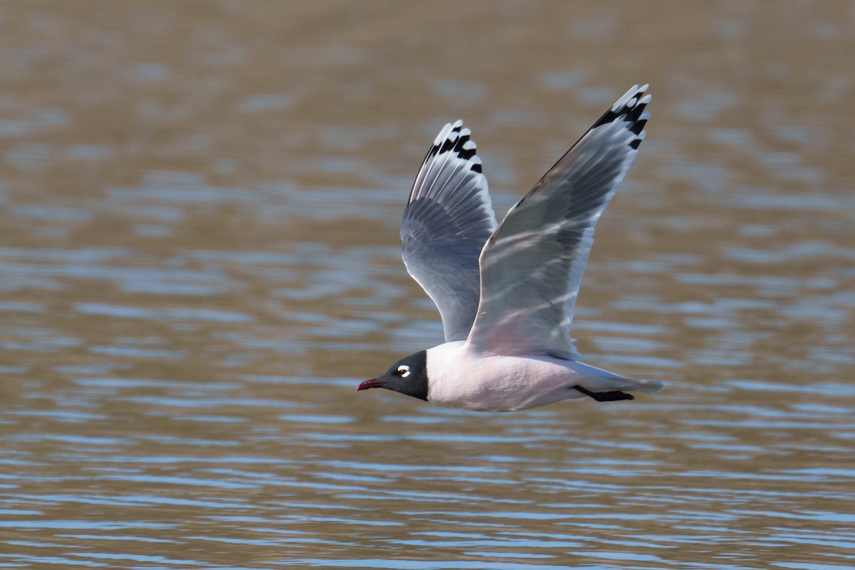 Mouette de Franklin - ML617219061