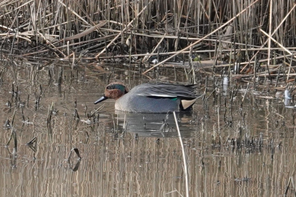 čírka obecná (ssp. crecca) - ML617219064