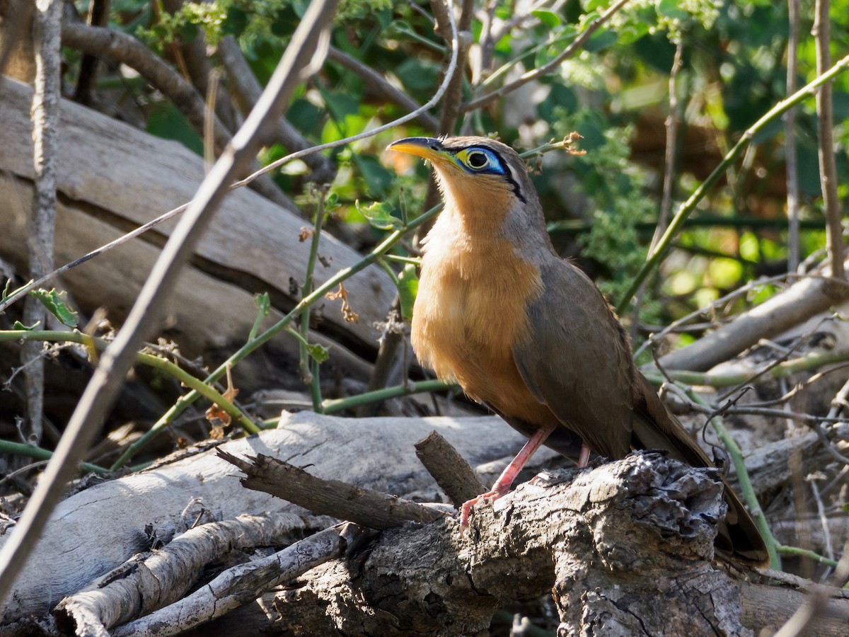 Lesser Ground-Cuckoo - ML617219233