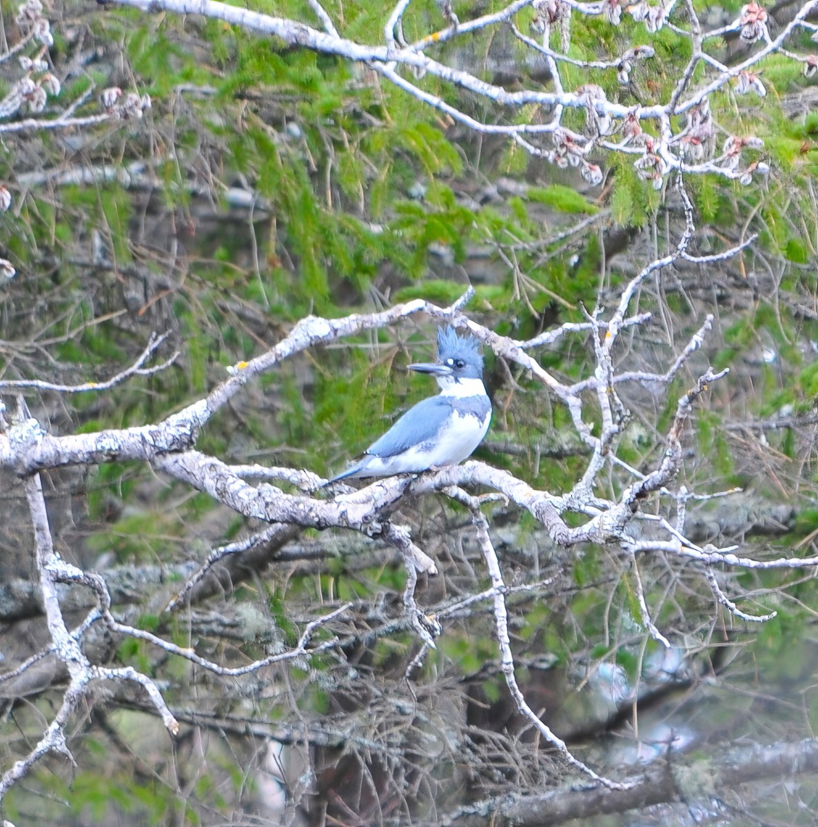 Belted Kingfisher - ML617219235