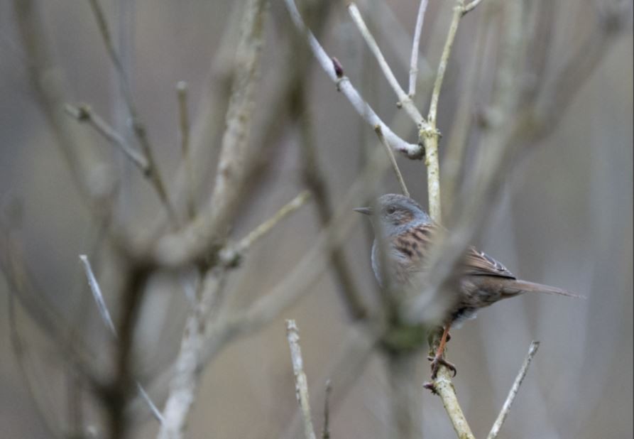 Dunnock - ML617219258