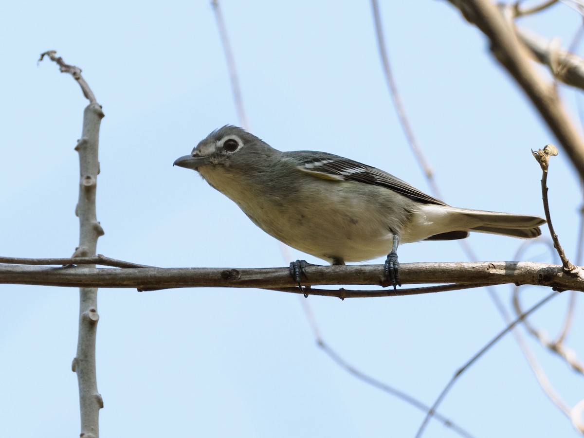 Vireo Plomizo (grupo plumbeus) - ML617219276