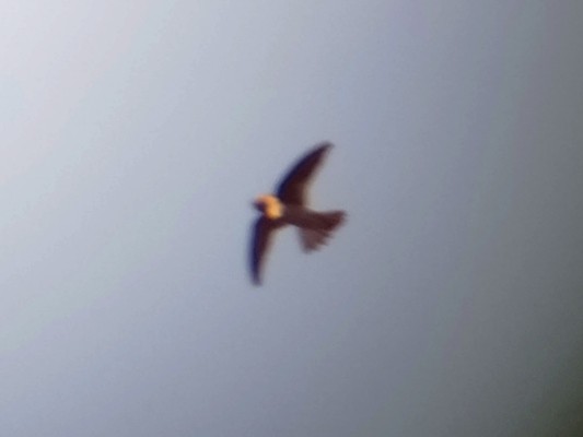 Black-nest Swiftlet - ML617219318