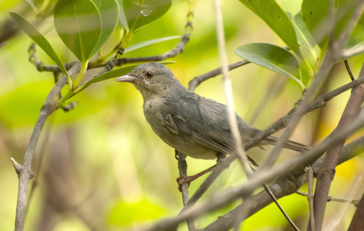 Bicolored Conebill - ML617219355