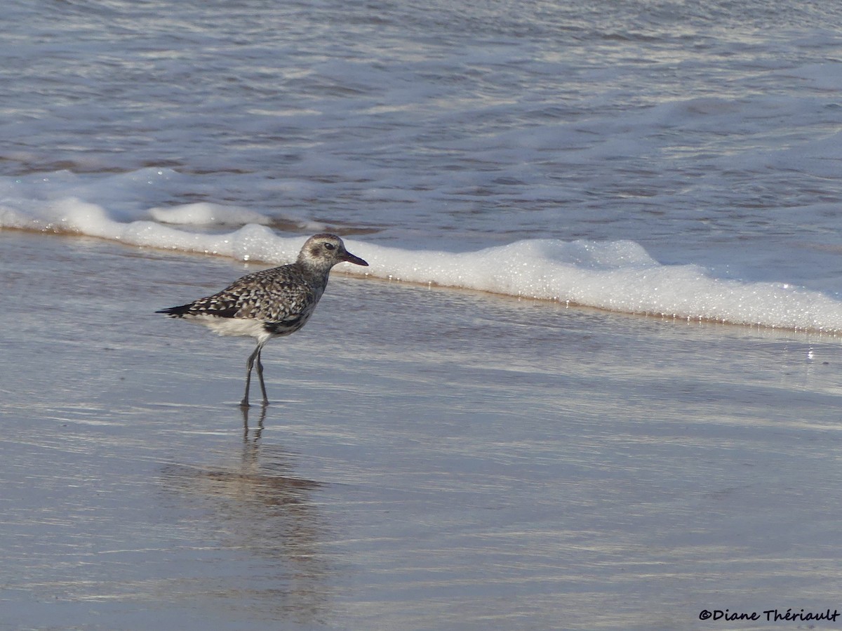 Black-bellied Plover - ML617219375