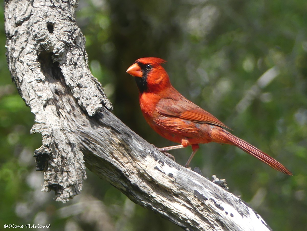 Northern Cardinal - ML617219407