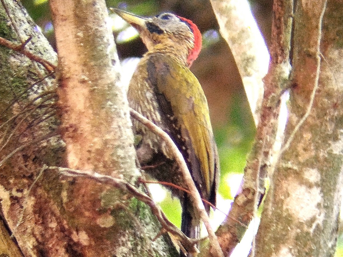 Laced Woodpecker - ML617219439