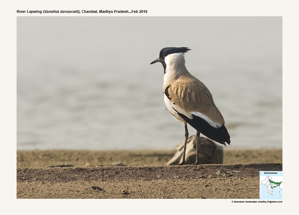 River Lapwing - ML617219494