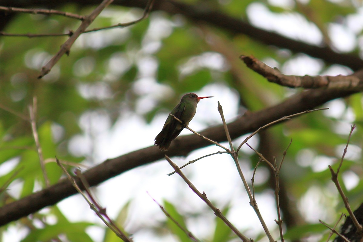 Gilded Hummingbird - ML617219526