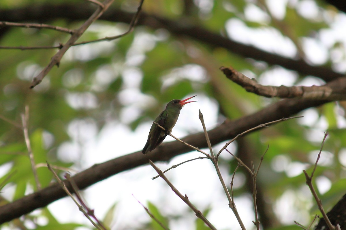 Gilded Hummingbird - ML617219527