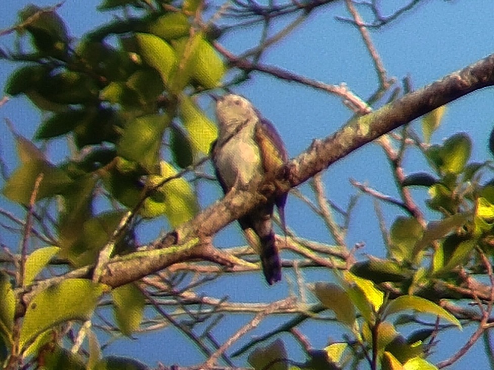 Little Bronze-Cuckoo - Lars Mannzen